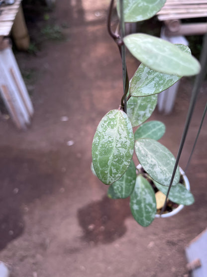 Hoya Elliptica High Splash