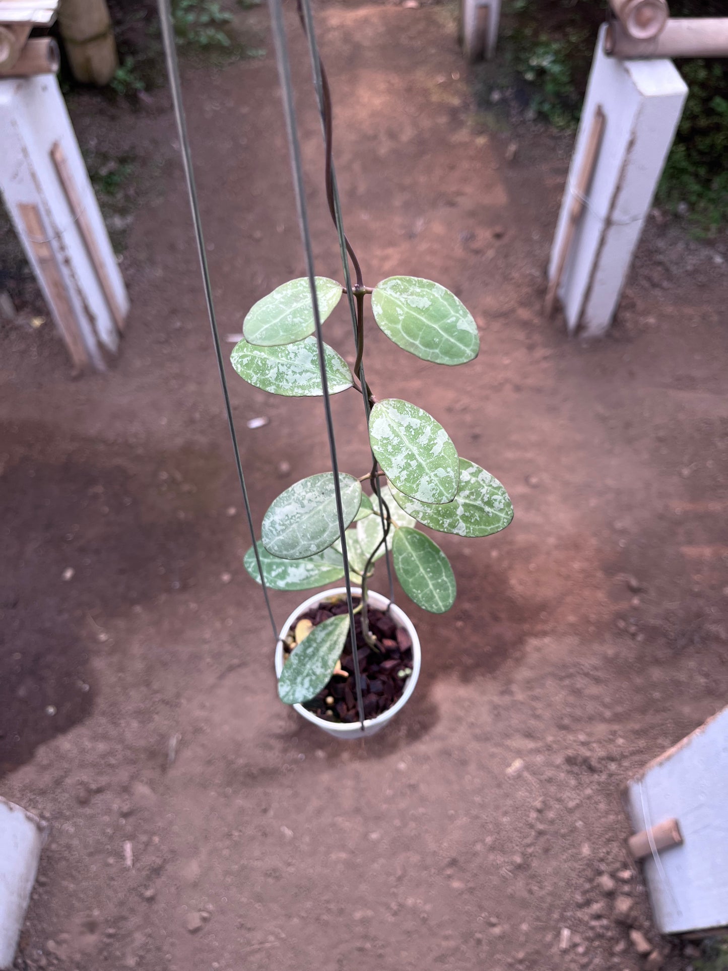Hoya Elliptica High Splash