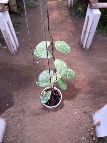 Hoya Elliptica High Splash