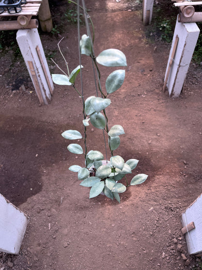 Hoya Lacunosa Silver Coin
