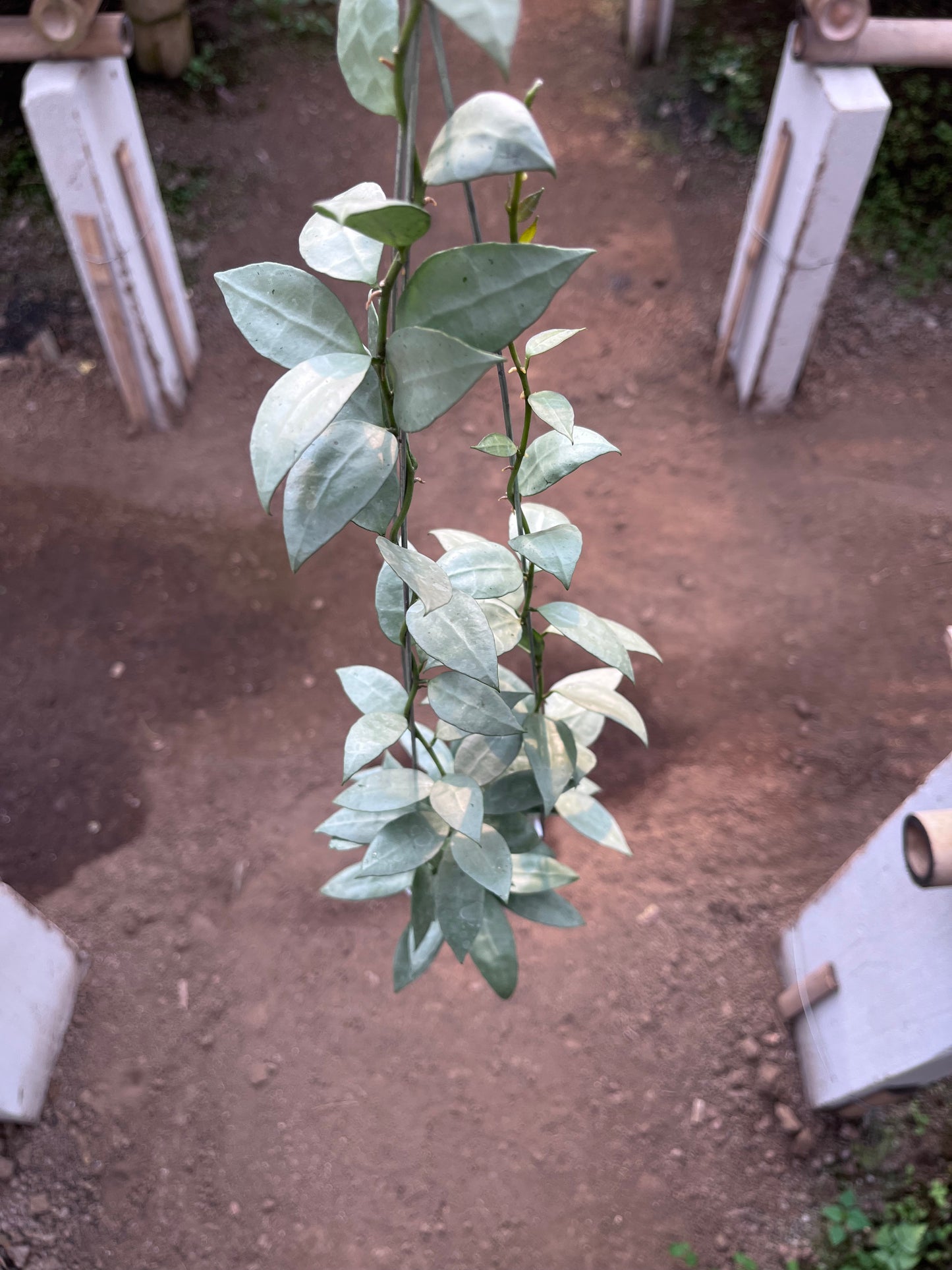 Hoya Lacunosa Heart Shape Leaf