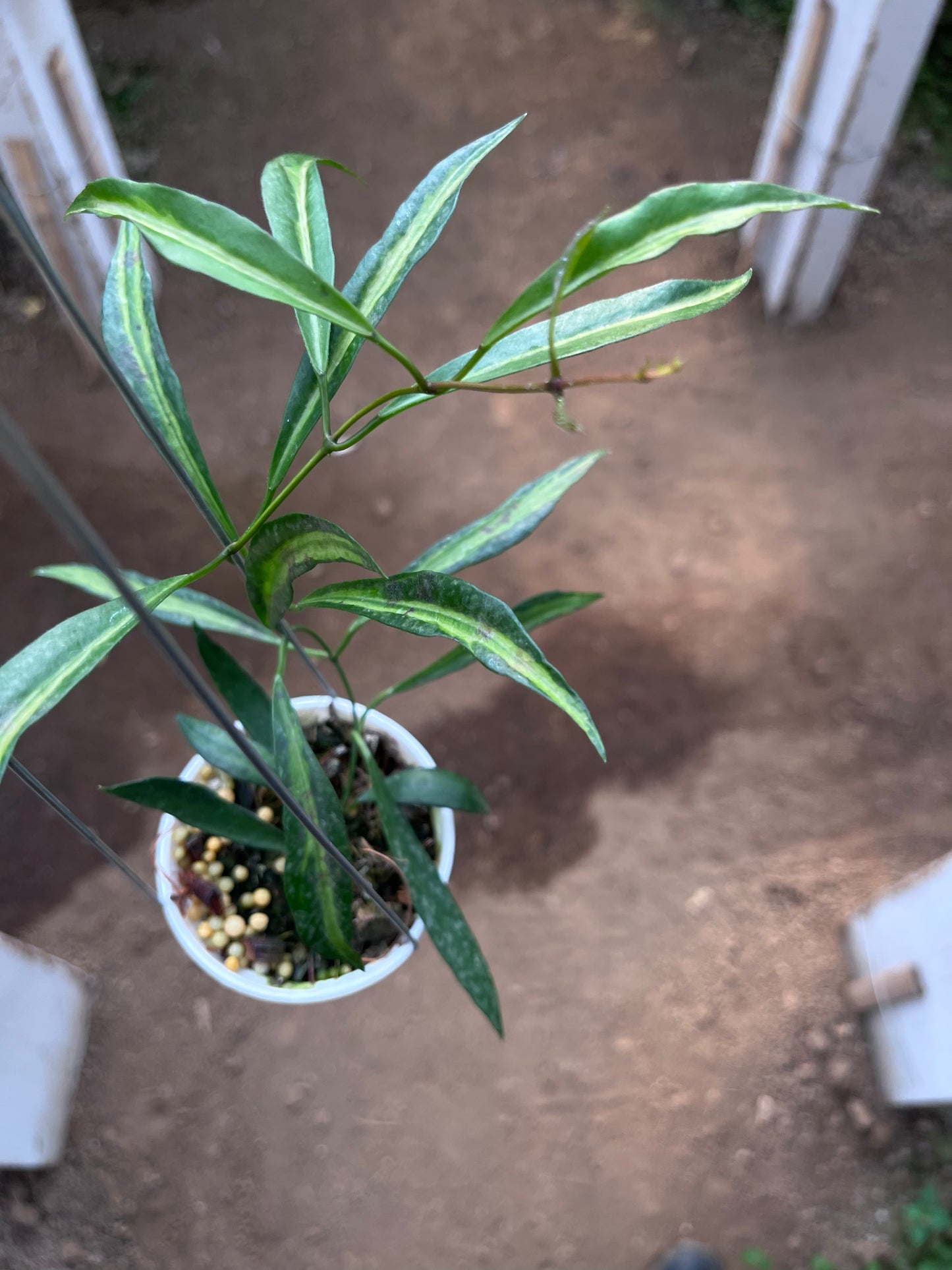 Hoya Tsangii Inner Var