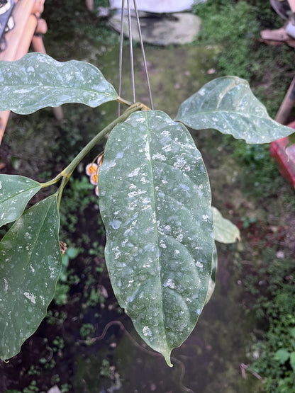 Hoya Prateorii