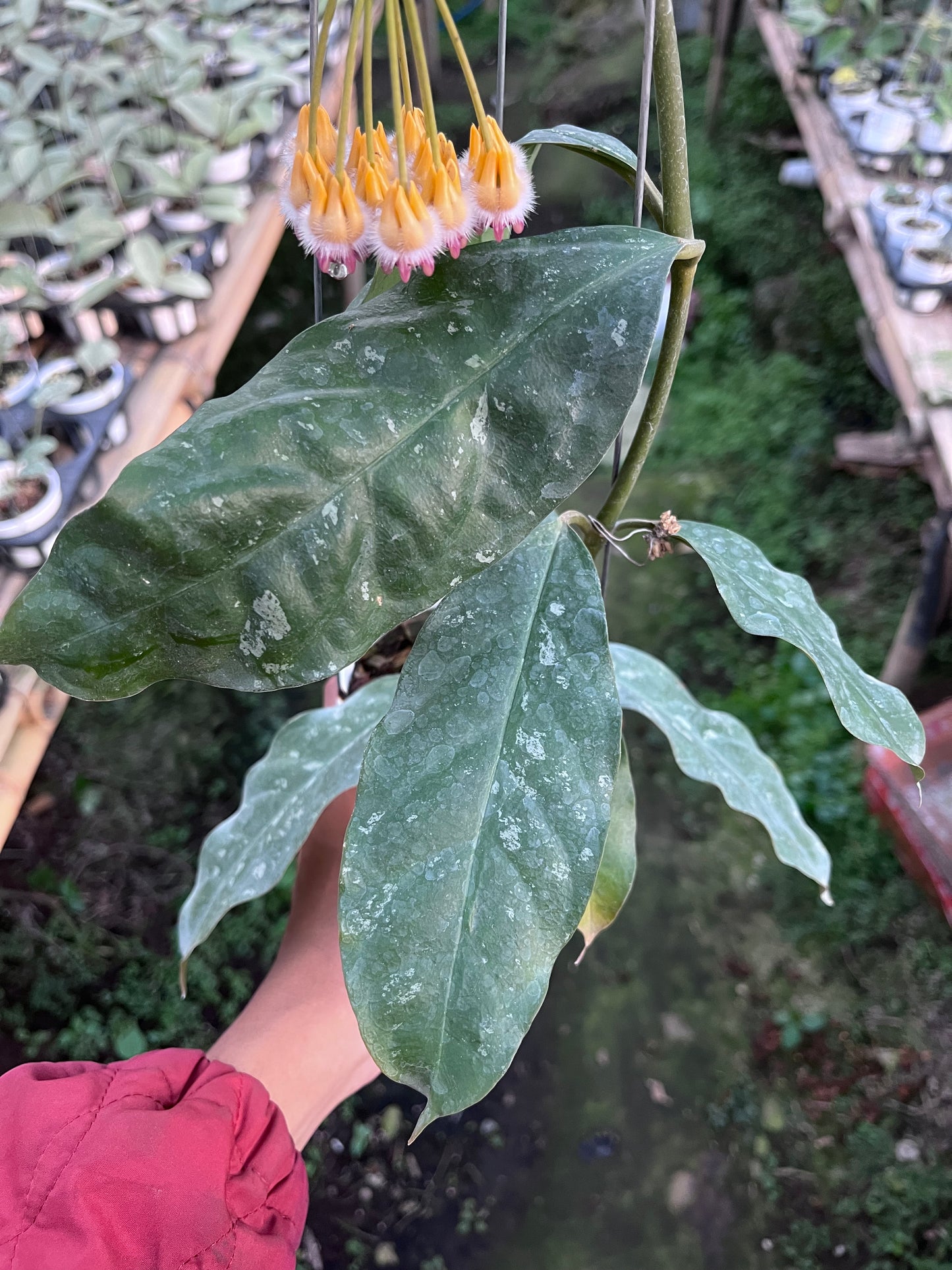 Hoya Prateorii