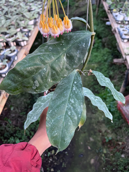 Hoya Prateorii