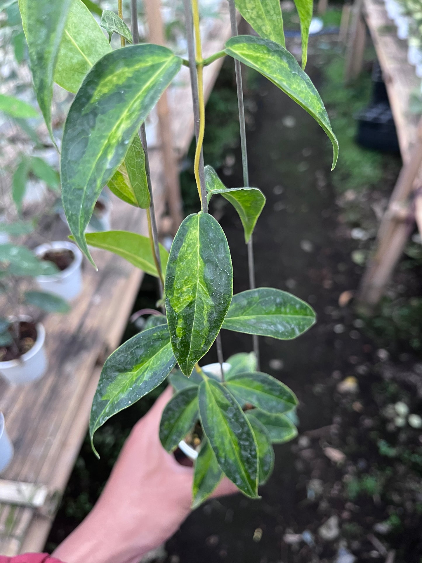 Hoya Dennisii Frida