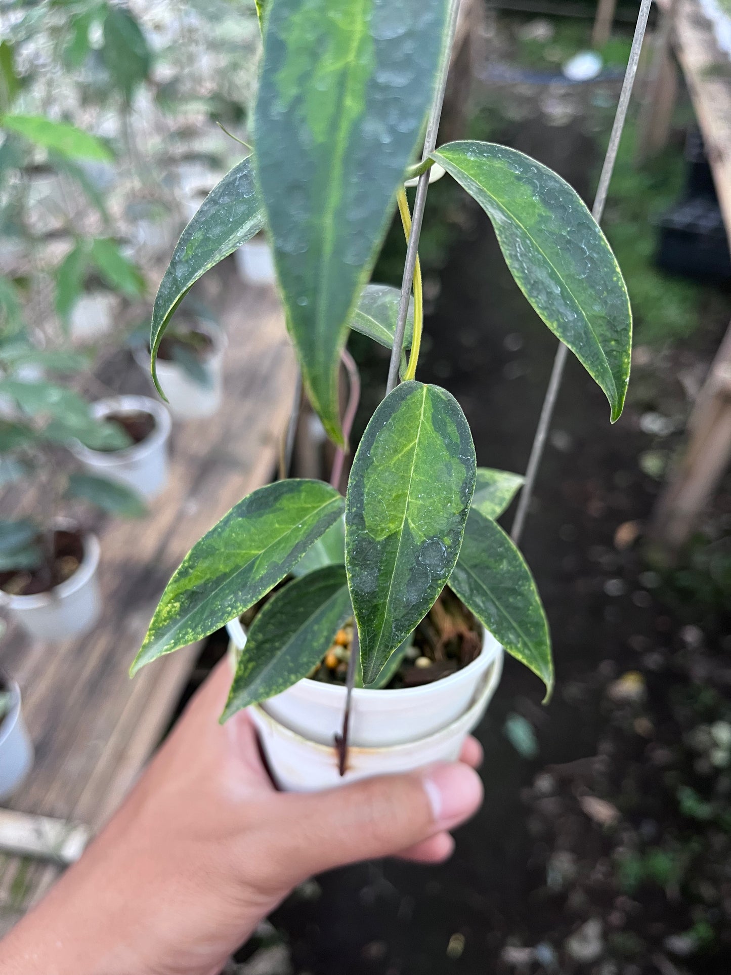 Hoya Dennisii Frida