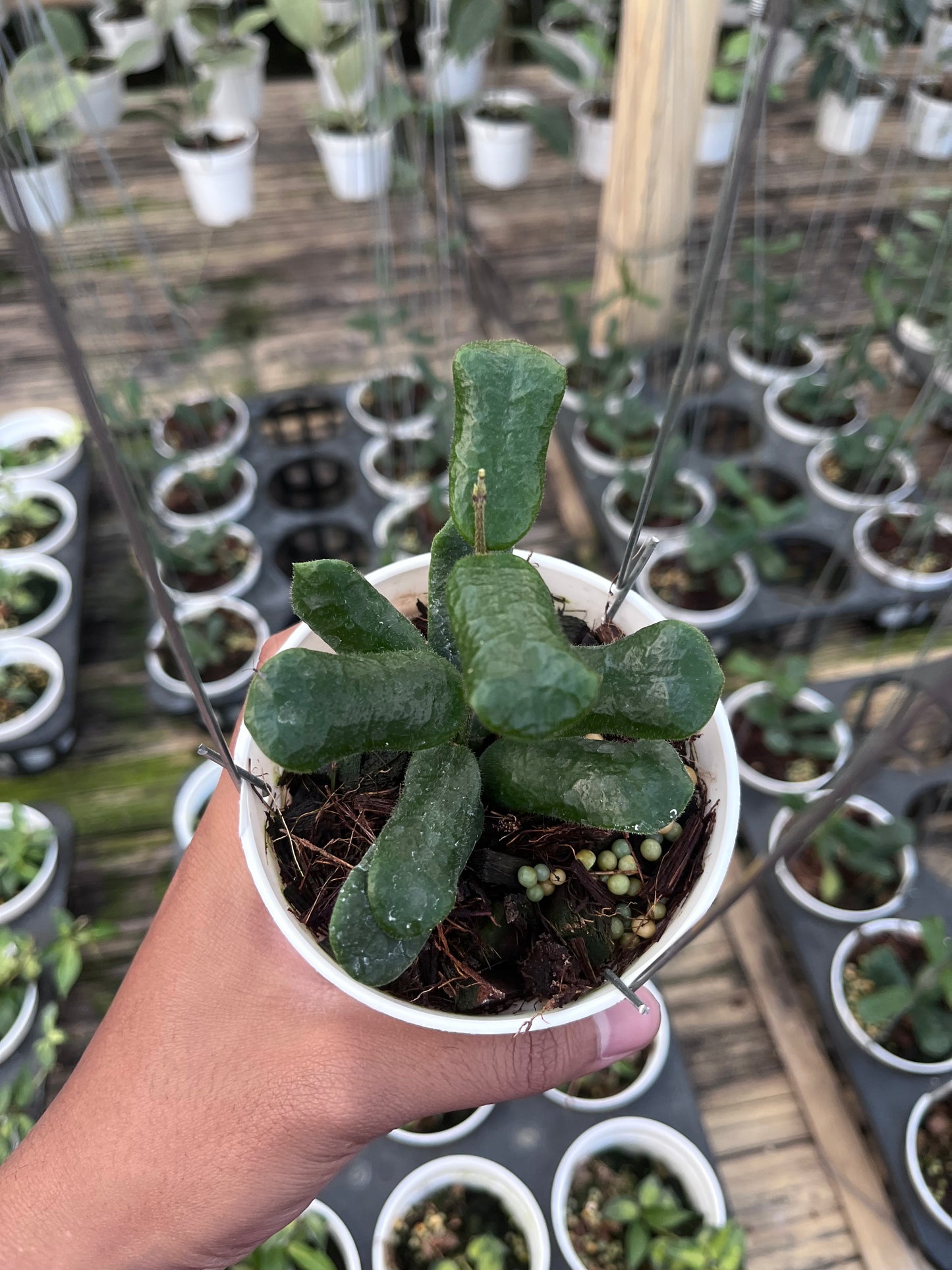 Hoya Rotundiflora
