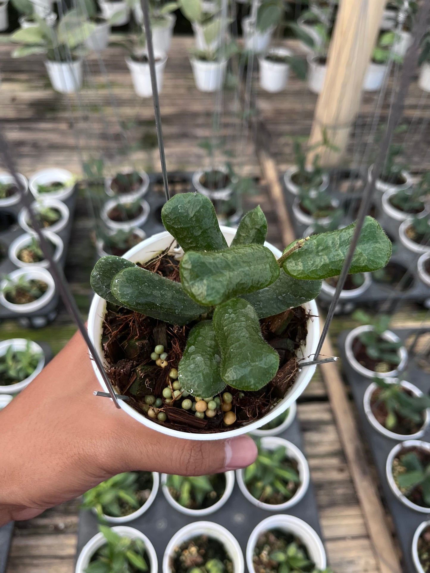 Hoya Rotundiflora