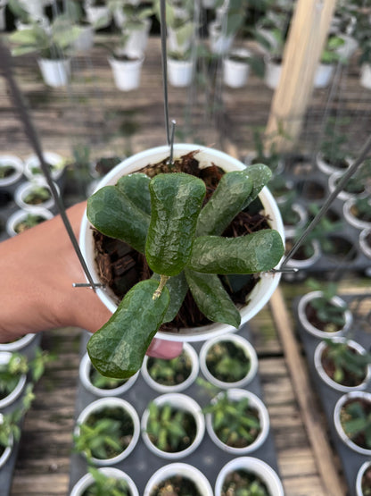 Hoya Rotundiflora