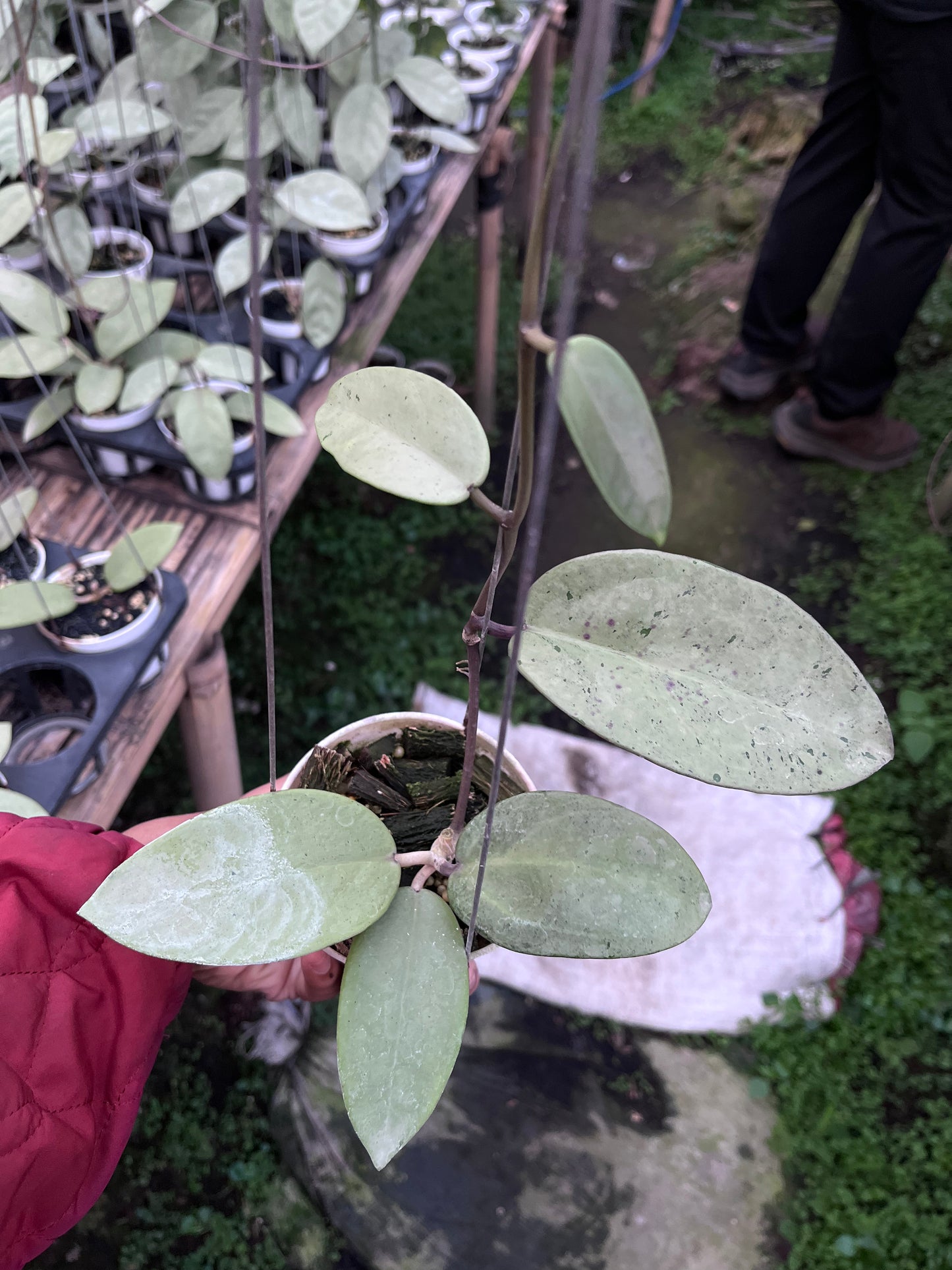Hoya Silver Dollar