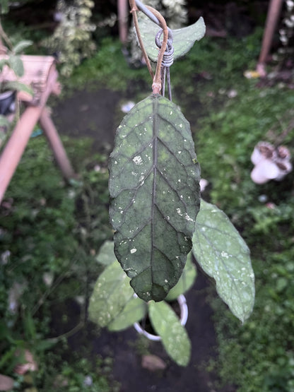 Hoya Sp Aceh Takengon