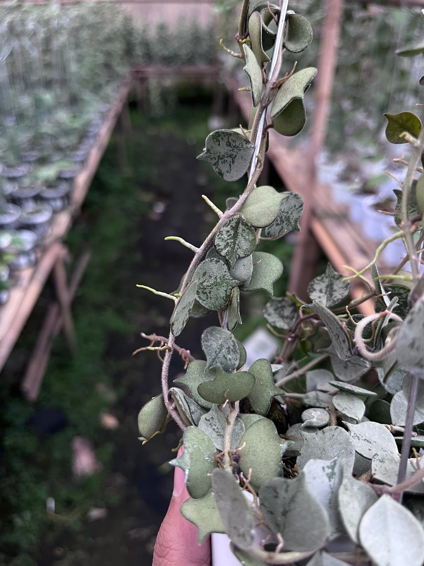 Hoya Curtisi Silver