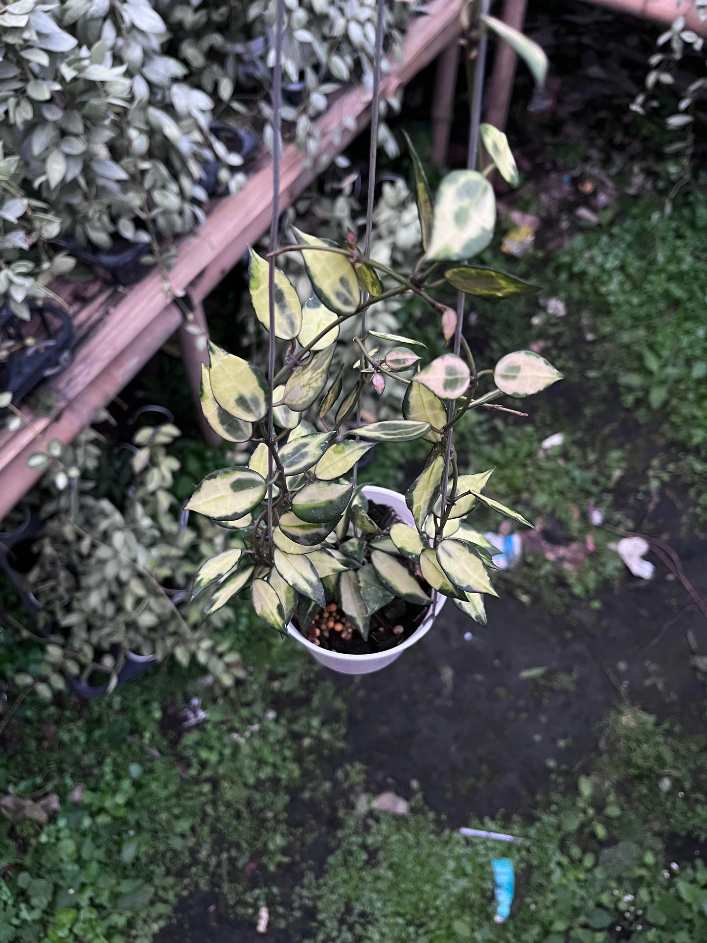 Hoya Lacunosa Ilumi