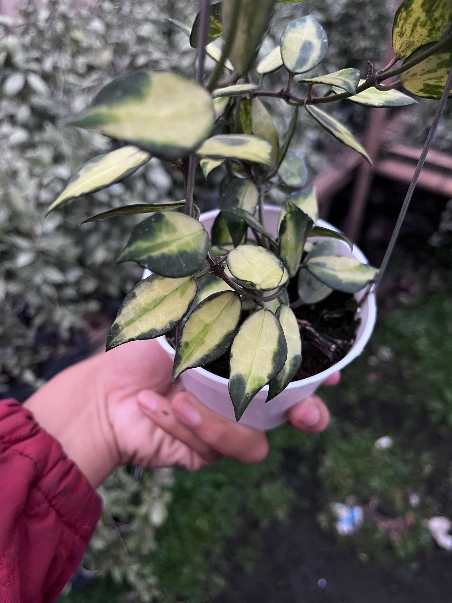 Hoya Lacunosa Ilumi