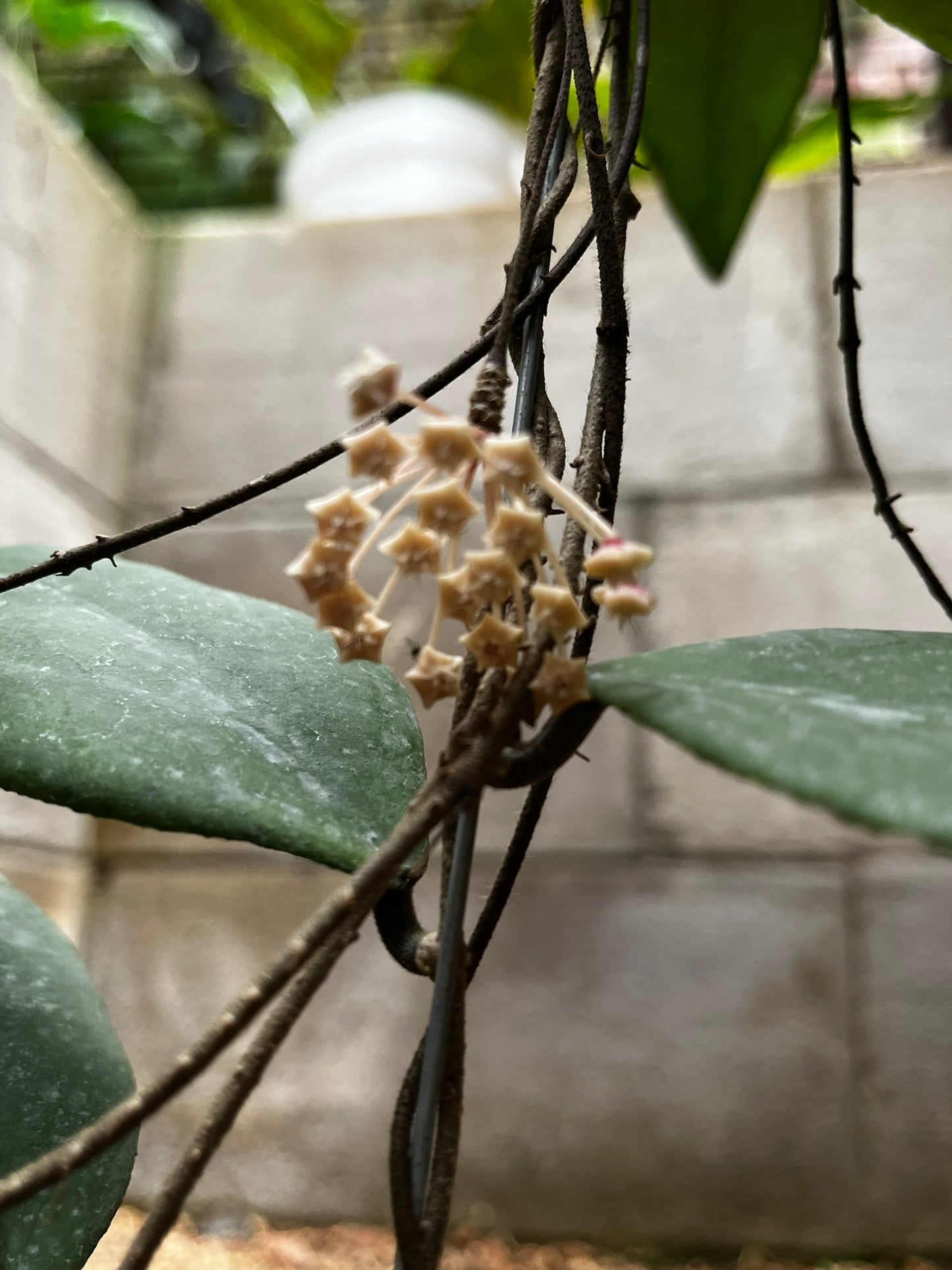 Hoya Towutiensis