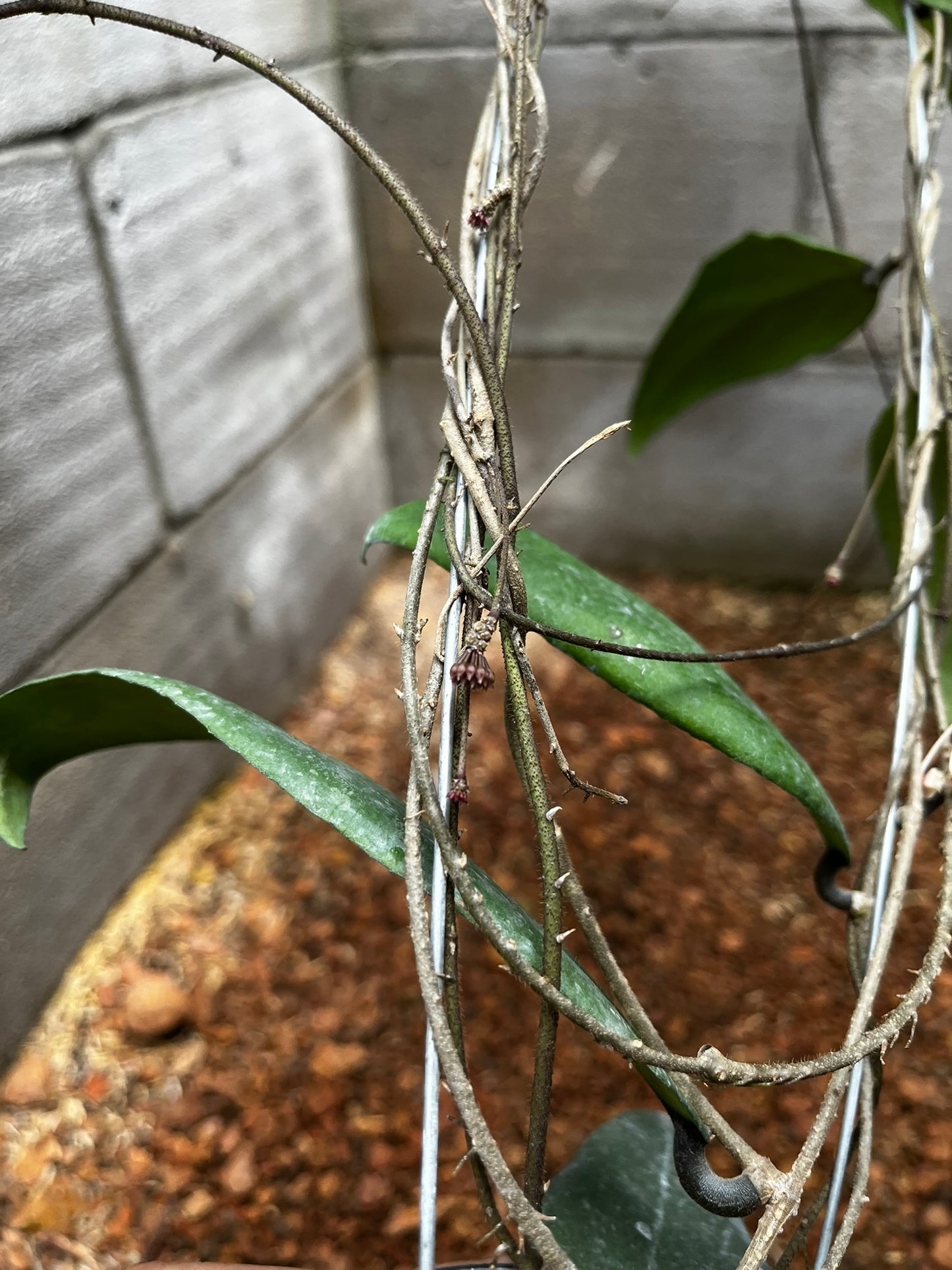 Hoya Towutiensis