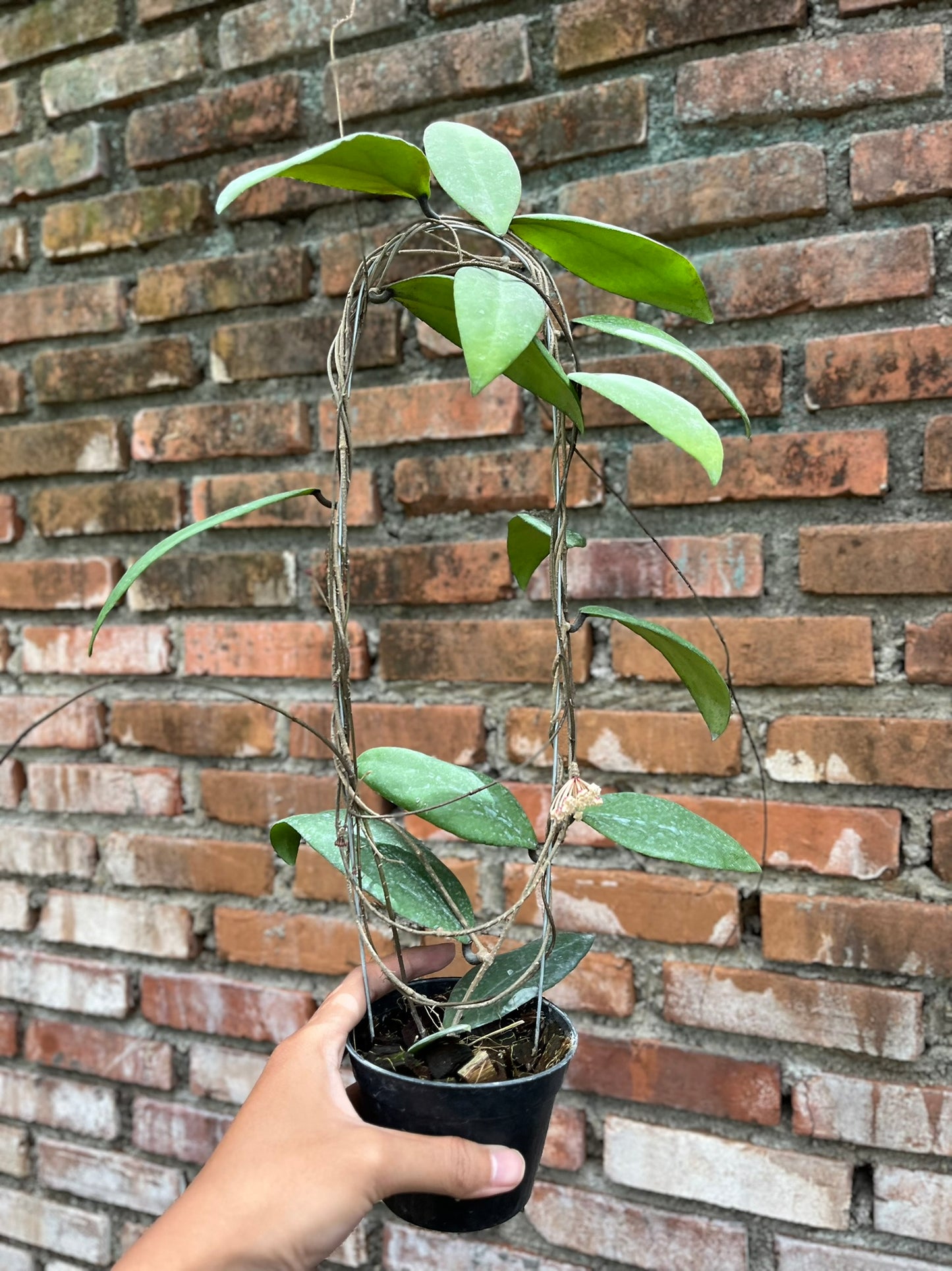 Hoya Towutiensis