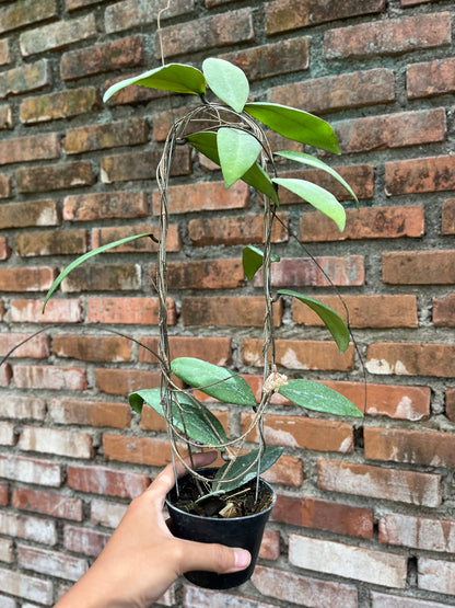 Hoya Towutiensis