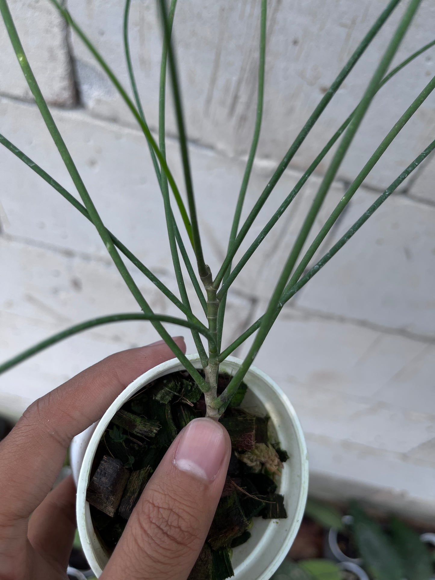 Hoya Spartioides