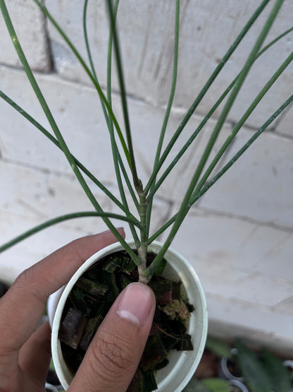 Hoya Spartioides