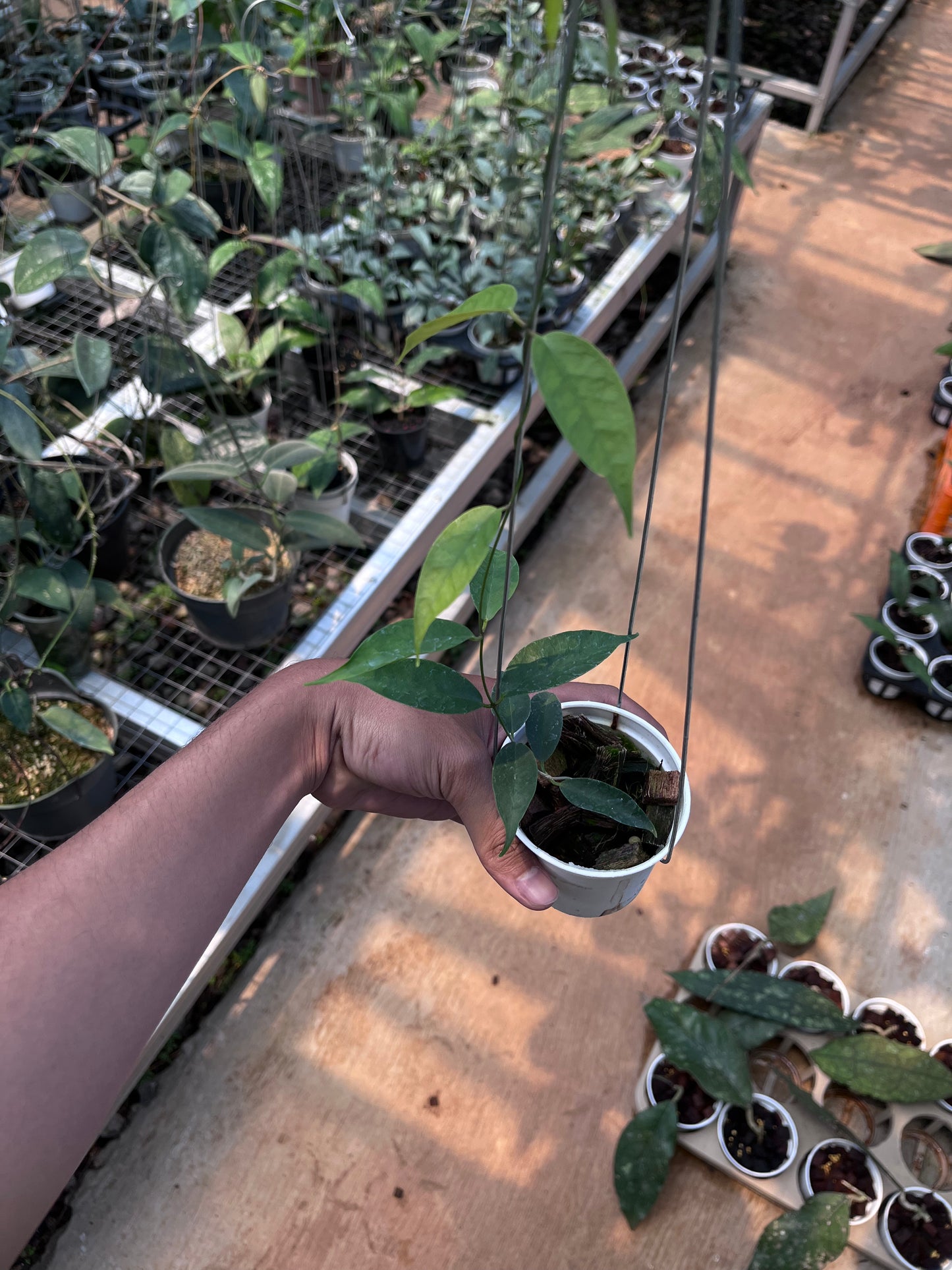 Hoya Medusa