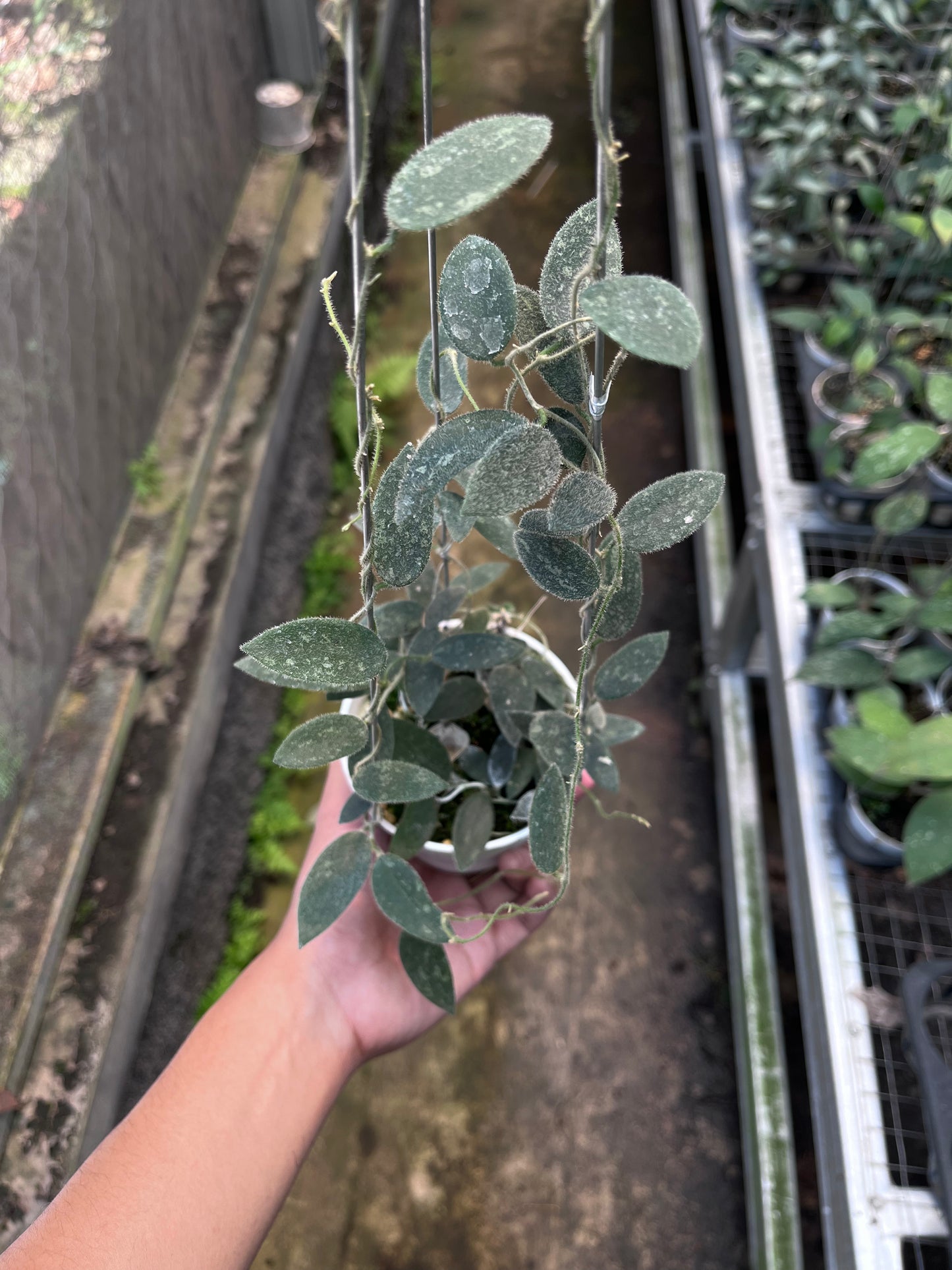 Hoya Lima Splash