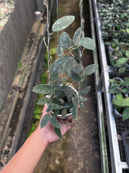 Hoya Lima Splash