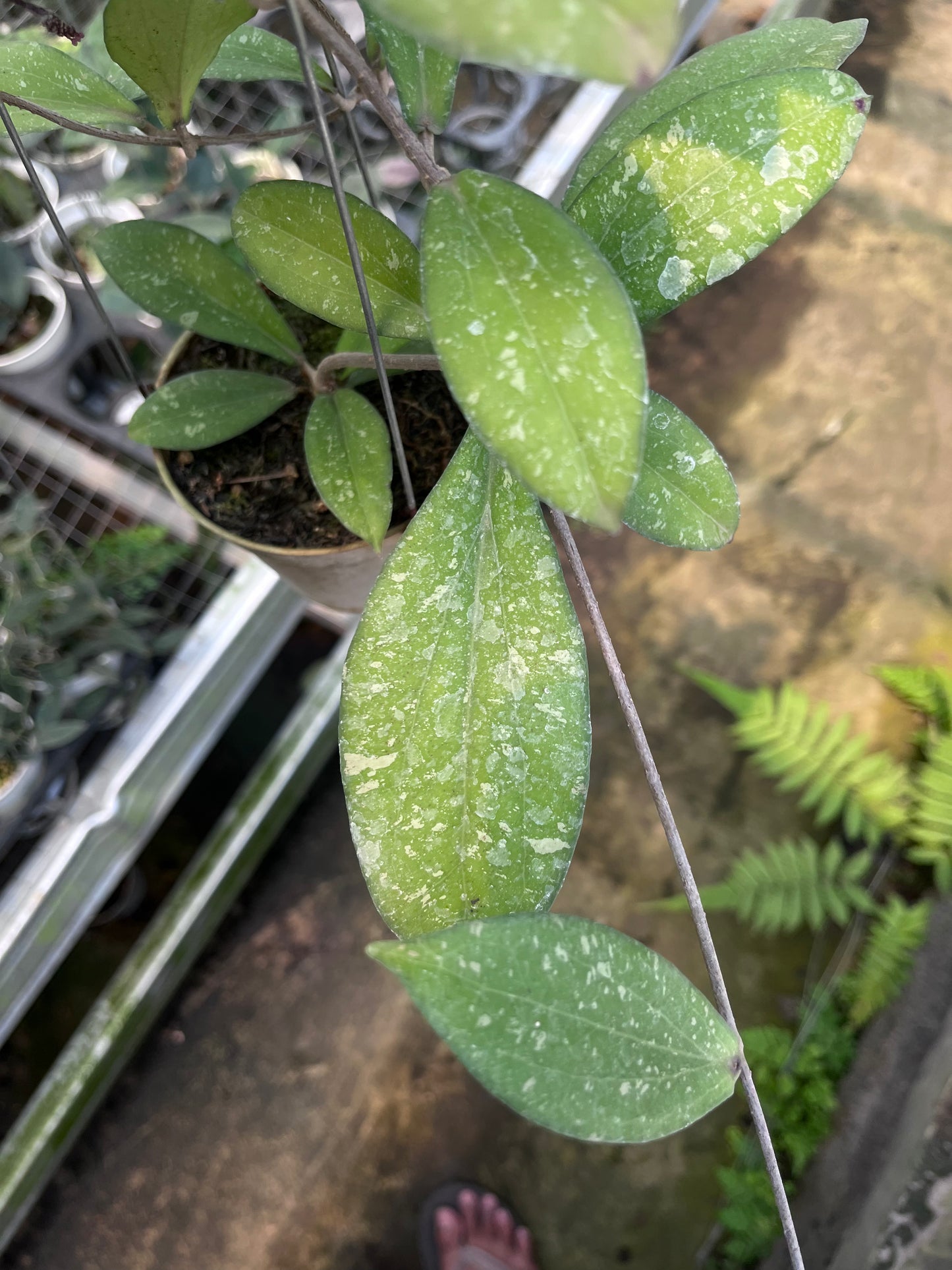 Hoya Finlaysonii Splash