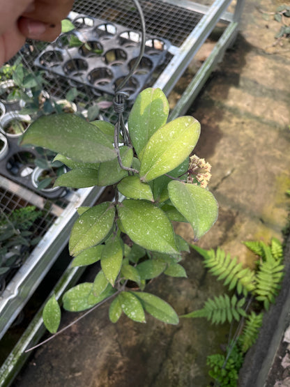 Hoya Erythrina Splash