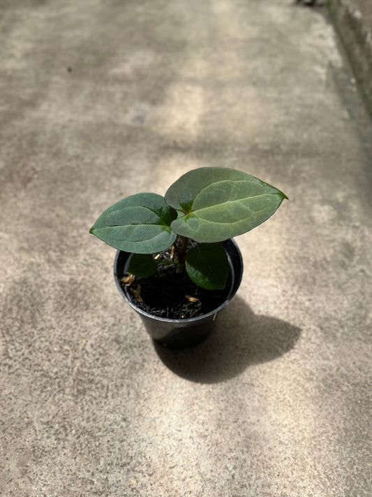 Anthurium Forgetii