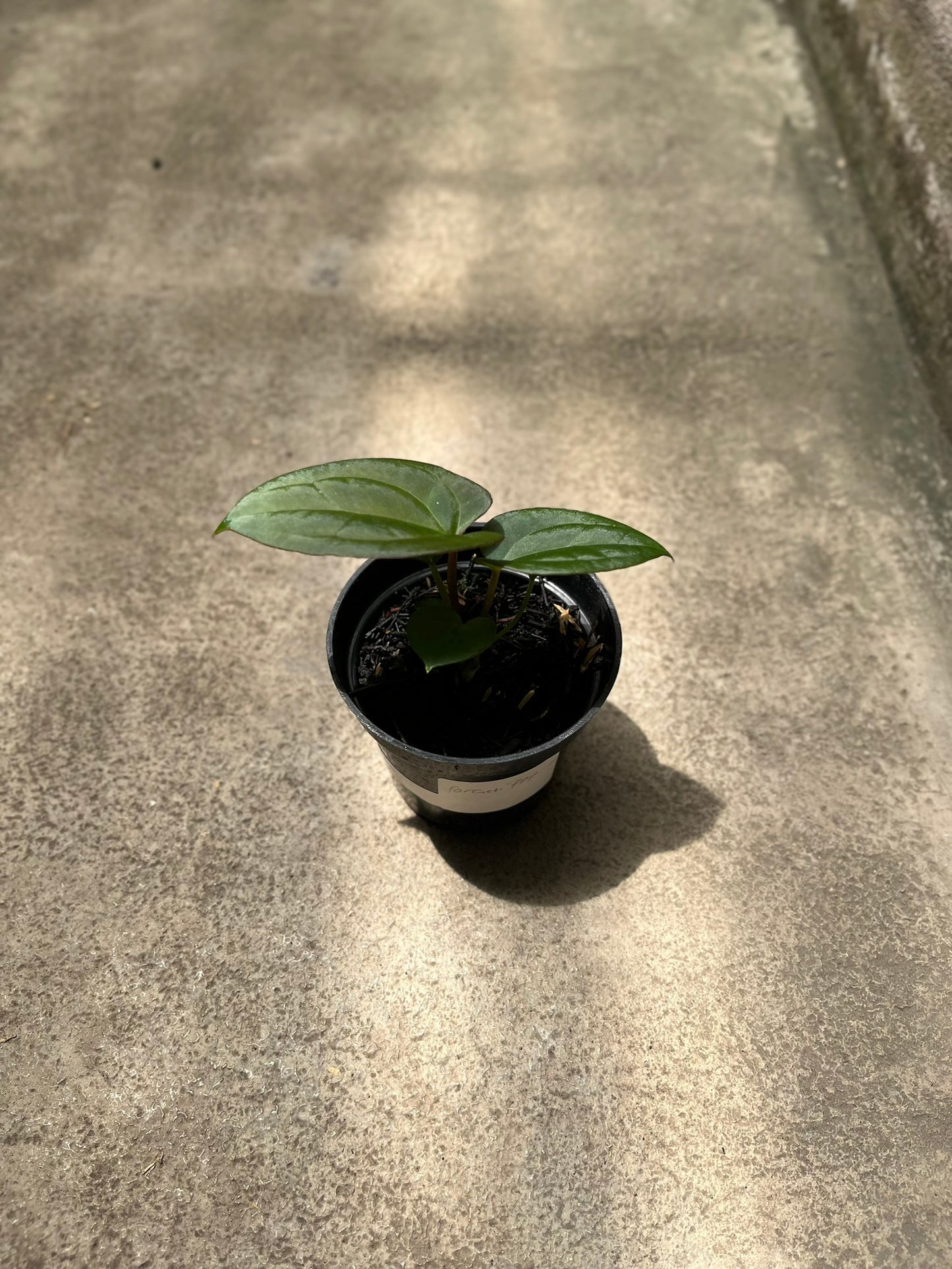 Anthurium Forgetii
