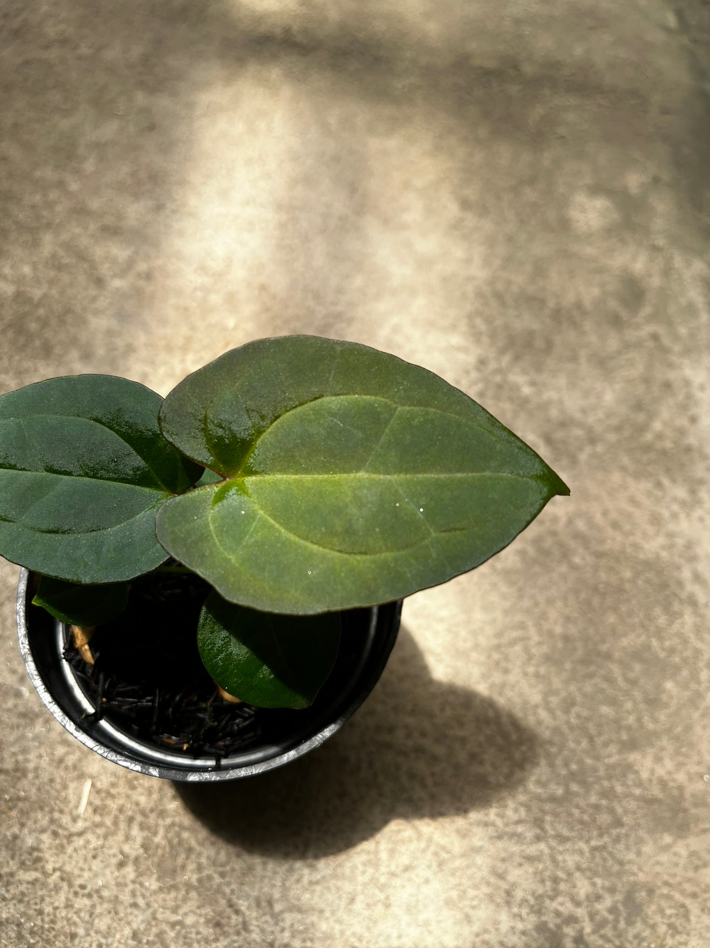 Anthurium Forgetii