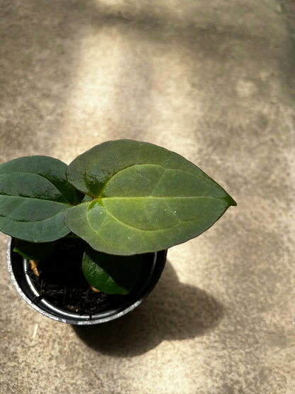 Anthurium Forgetii