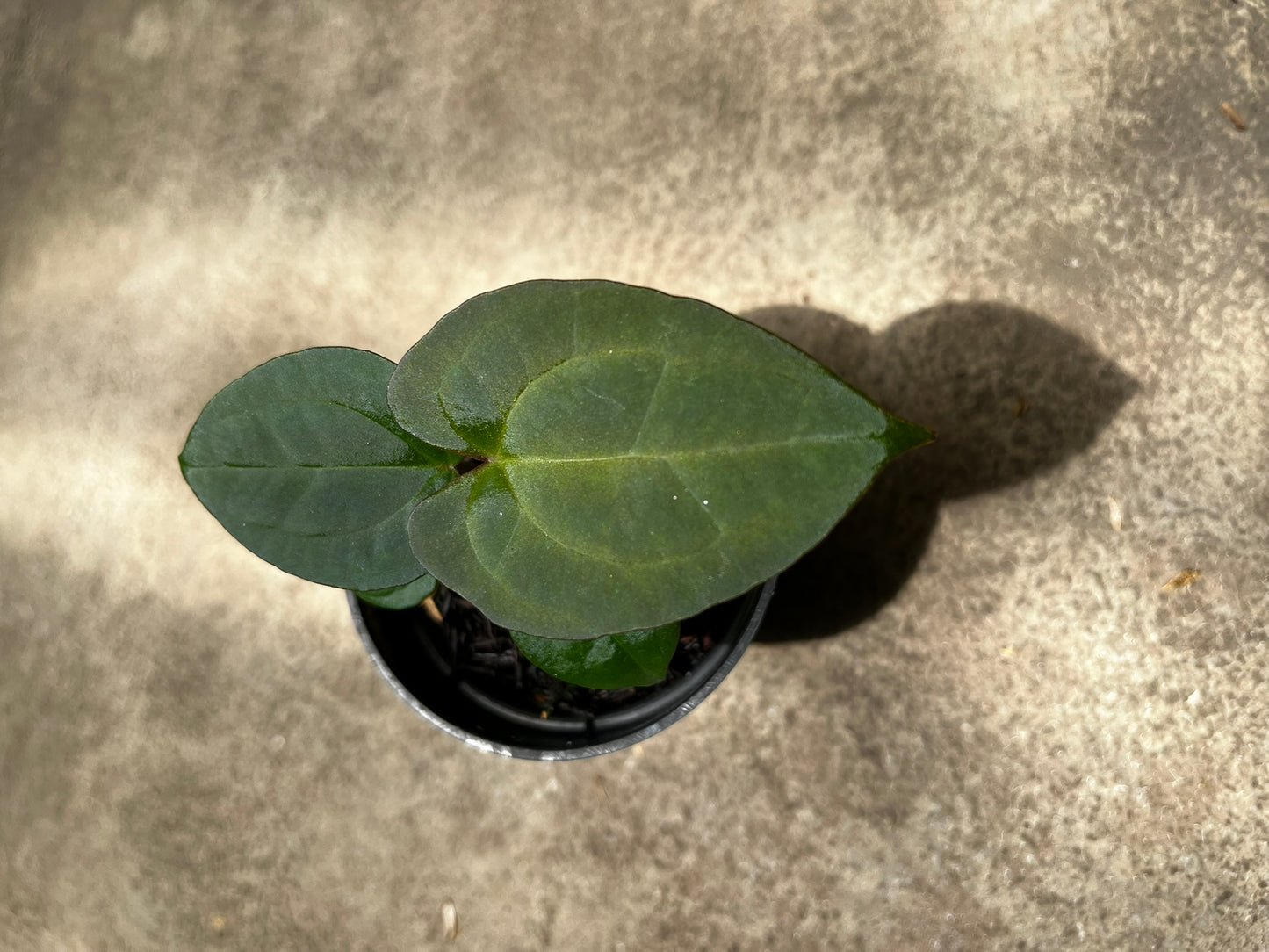 Anthurium Forgetii