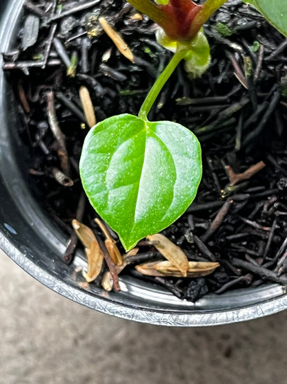 Anthurium Forgetii