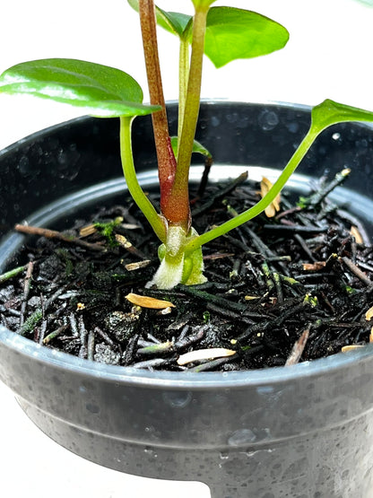 Anthurium Forgetii