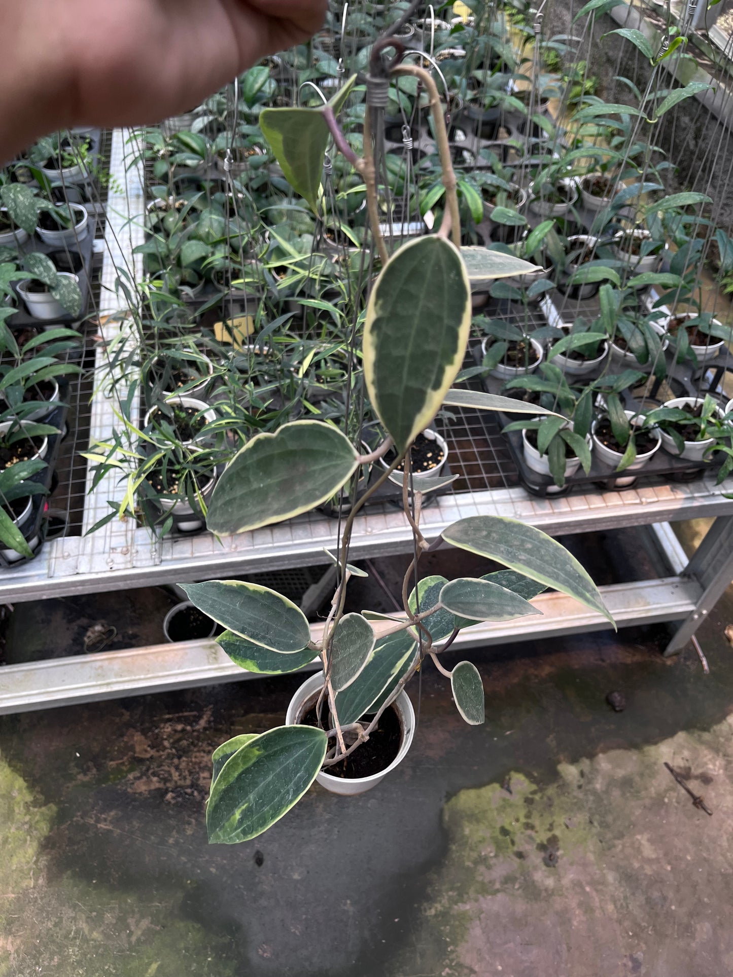 Hoya Latifolia Albo