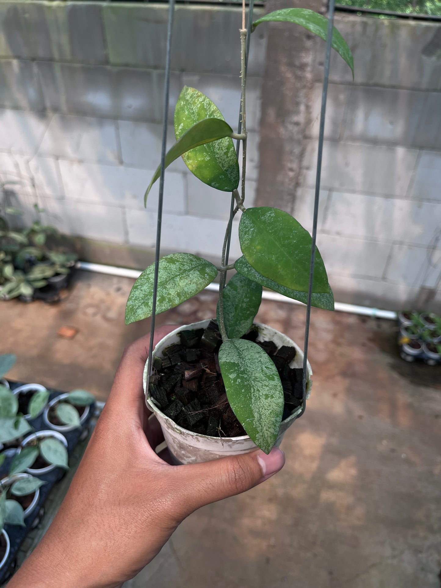 Hoya Polypus
