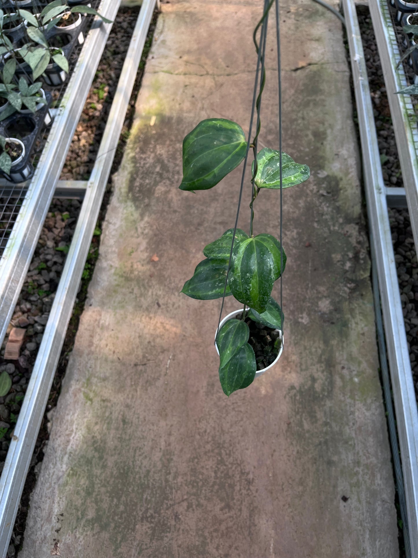 Hoya Baibua