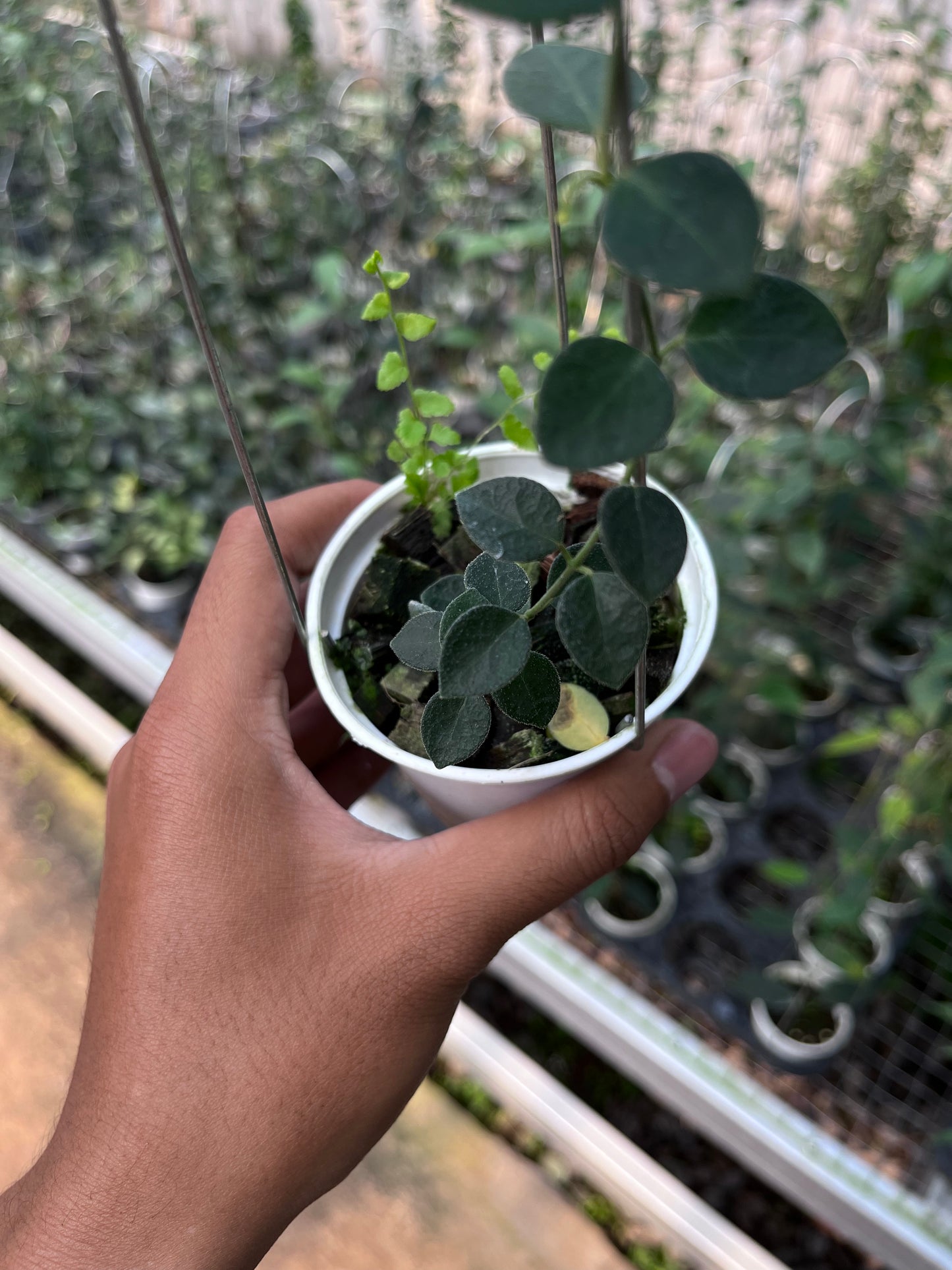 Hoya IM08