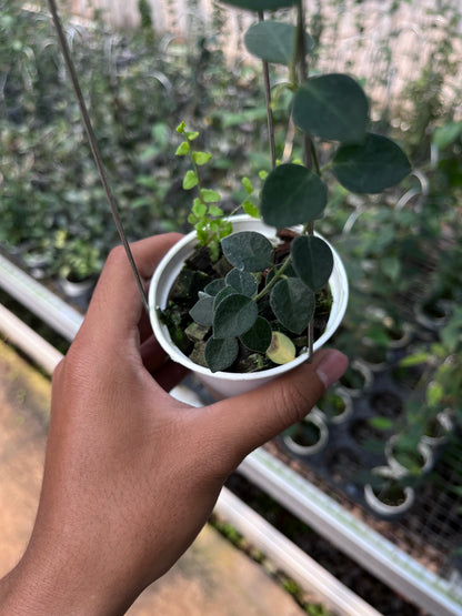 Hoya IM08
