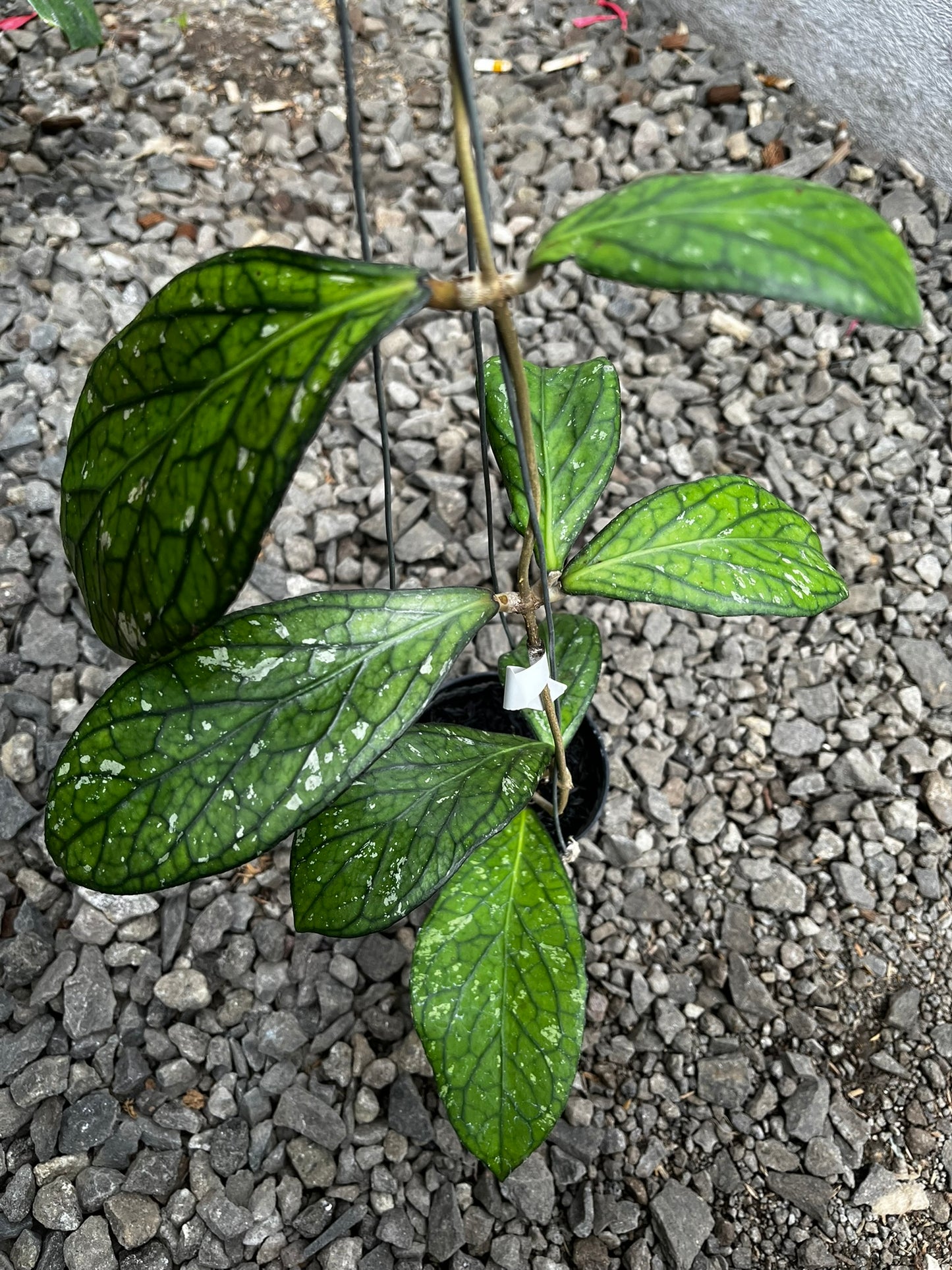 Hoya Tanggamush Splash
