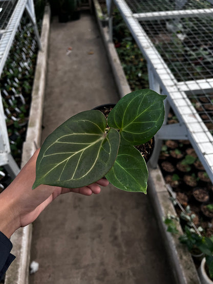 Anthurium King Of Spades (medium)
