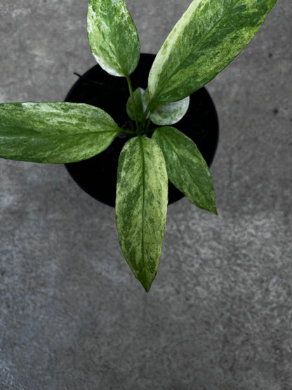 Anthurium Vittarifolium Variegated