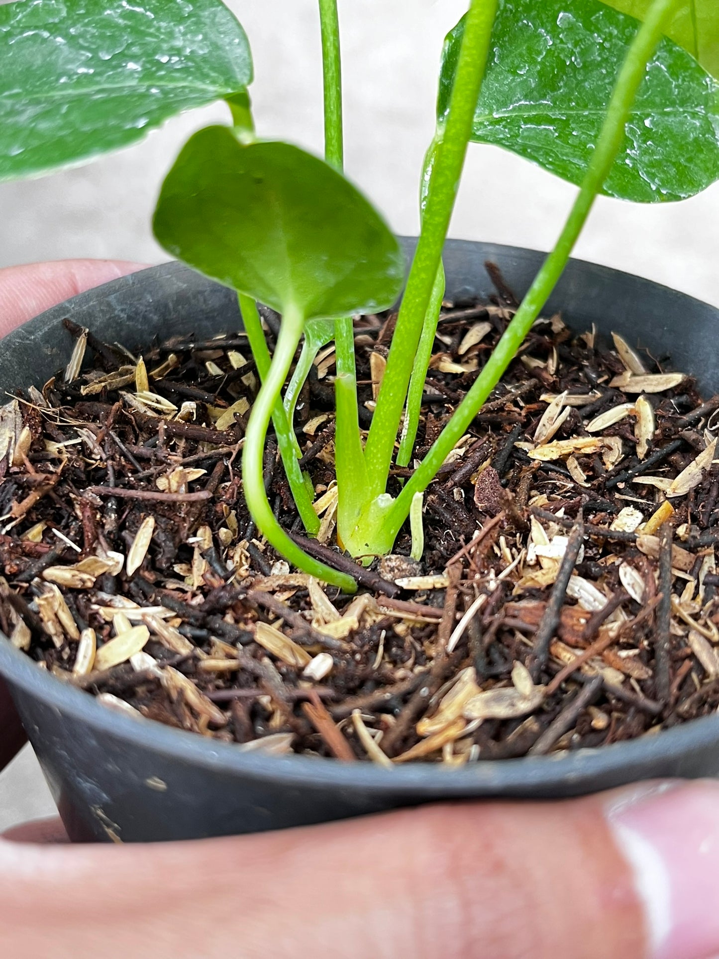 Anthurium Veitchii