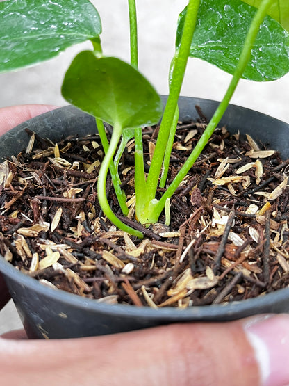 Anthurium Veitchii