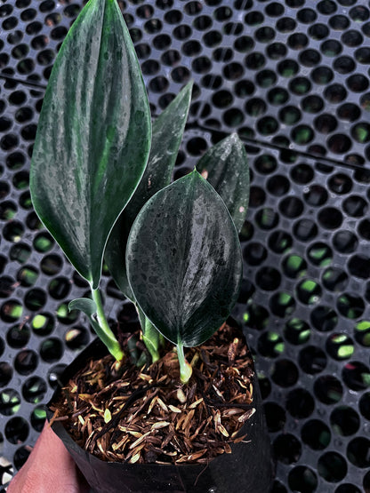 Scindapsus Treubii Dark From