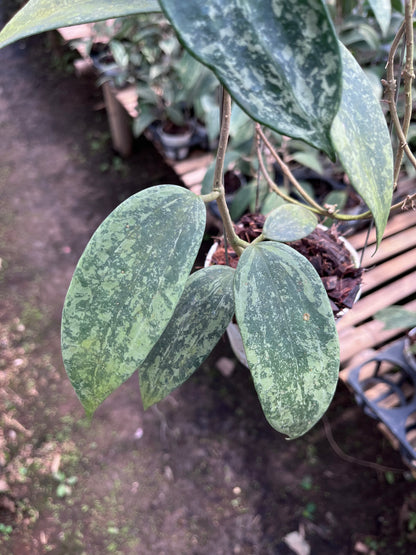Hoya Rangsan Silver Splash