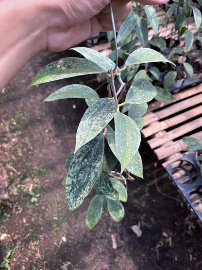 Hoya Rangsan Silver Splash